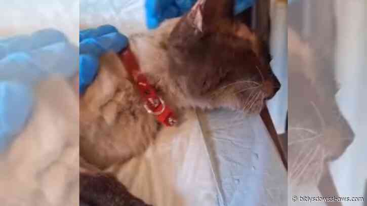 Félix y Guaira, los gatos que avanzan en su recuperación tras sobrevivir semanas bajo escombros en La Guaira