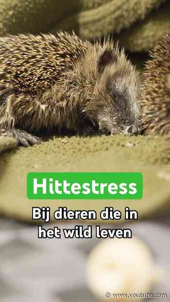 Egels en vogels hebben HITTESTRESS! 🥵
