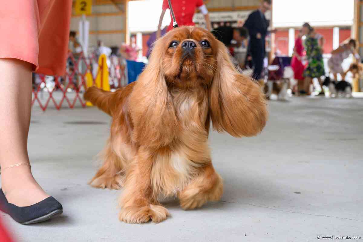 Photos: Local kennel club hosts competition at Saratoga County Fair