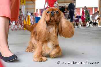 Photos: Local kennel club hosts competition at Saratoga County Fair