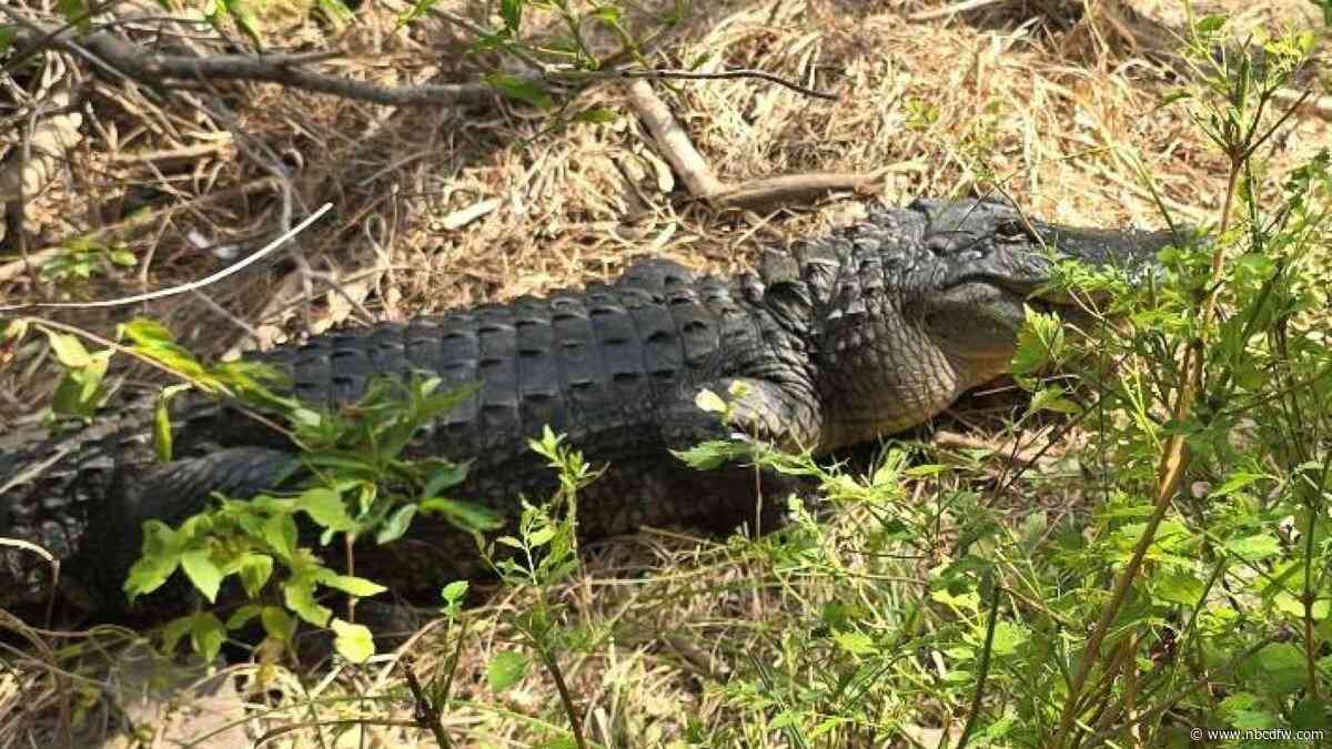 3 alligators shot at Fort Worth Nature Center; $1,000 reward offered