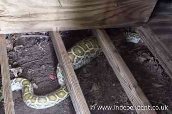8-foot python found living under family’s shed — and X-rays discovered what it ate