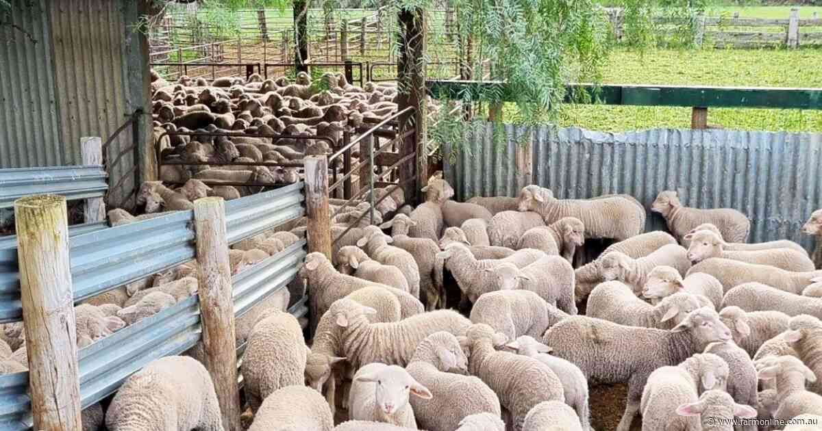 Long-held SA grazing farm for sale with 950 sheep included
