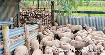 Long-held SA grazing farm for sale with 950 sheep included
