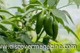 Salmonella Outbreak Traced to Jalape&ntilde;os Sickens 345 People Across 27 States