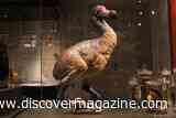 Dodo Skulls Shatter the Clich&eacute; of the Bird's Stupidity, Revealing New Clues About Its Behavior Before Extinction