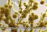How a Deadly Superbug Tricks the Immune System to Survive in Hair Follicles