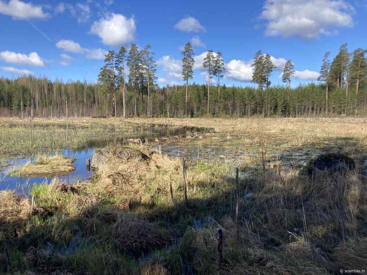 Mensen legden Finland droog, maar bevers brengen het water terug