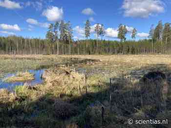 Mensen legden Finland droog, maar bevers brengen het water terug