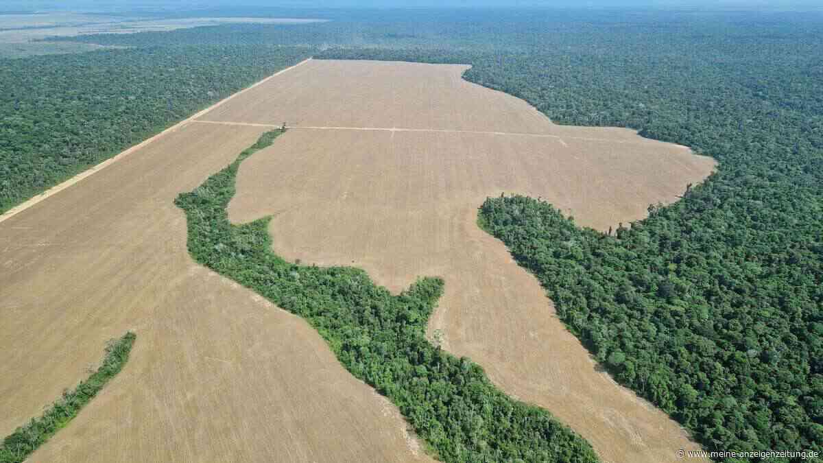 Abholzung im Amazonasgebiet auf Zehnjahrestief