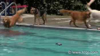 City of Albuquerque hosts annual doggy paddle swim event at Montgomery pool