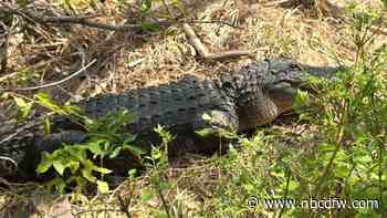 3 alligators shot at Fort Worth Nature Center; $1,000 reward offered