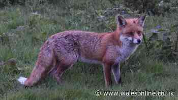 RSPCA 'it's illegal' warning if you have foxes going through your garden