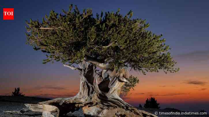 In the 1950s, Edmund Schulman discovered Methuselah, the world’s oldest living tree