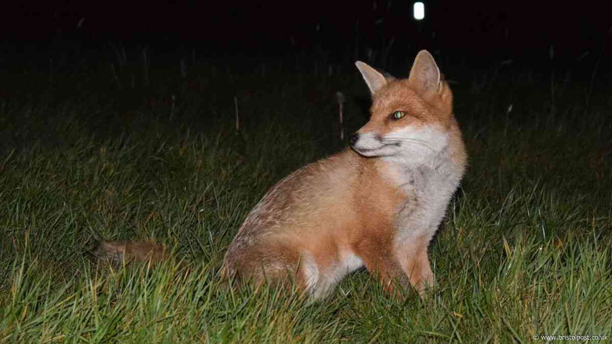 RSPCA advice for dog or cat owners if you have foxes in your area