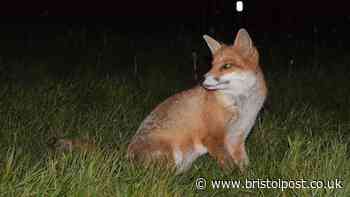 RSPCA advice for dog or cat owners if you have foxes in your area