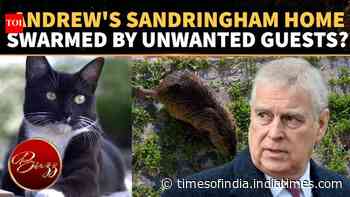 Andrew Windsor’s Royal Retreat Overrun By RATS As Sandringham Pest Nightmare Grows | WATCH
