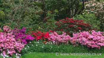 Plants and flowers will thrive despite hosepipe ban if you add 1 item to soil