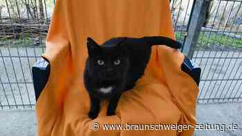 Katze Chubby aus Salzgitter will Einzelprinzessin sein: Wer gibt ihr die Chance?
