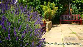 Lavender and hedges will grow healthier if you do Monty Don’s 1 simple task in August