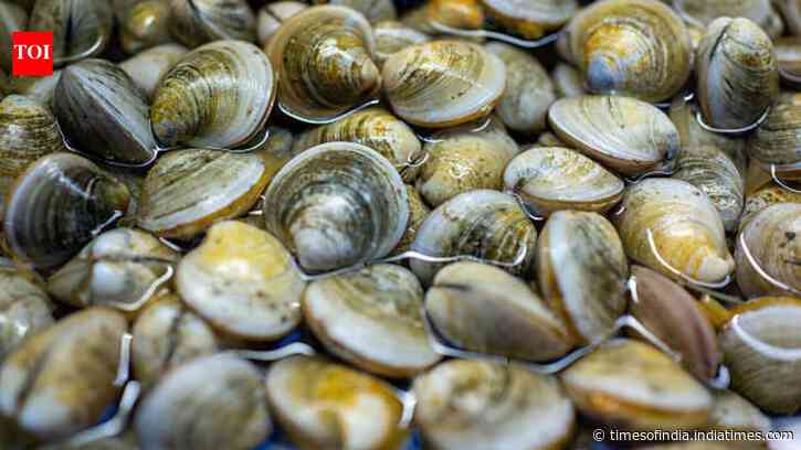 Scientists bred 39 surviving clams in Florida’s Indian River Lagoon; they have since outplanted 65 million