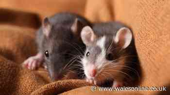 Rats will run from your home if £1.20 natural kitchen staple is used