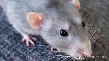 Rats will avoid coming inside homes if simple £1.20 kitchen staple is scattered