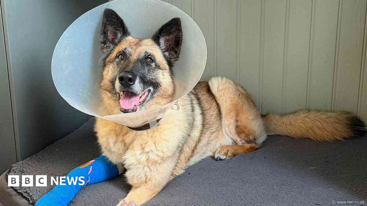 'Resilient' police dog recovering from infection