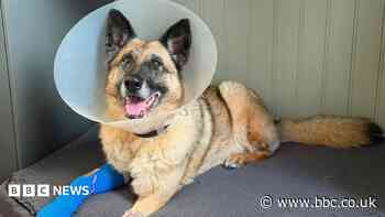 'Resilient' police dog recovering from infection