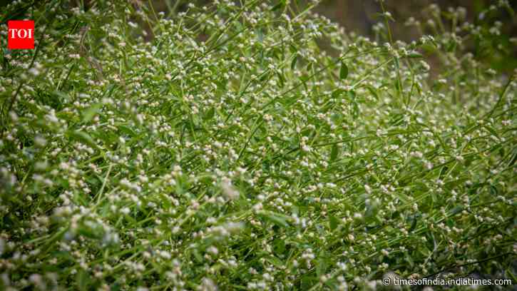 Weed becomes invasive menace: Toxic Parthenium spreads across the country; India fights back with beetles