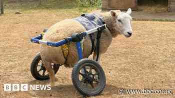 Fundraiser to help disabled sheep with mobility