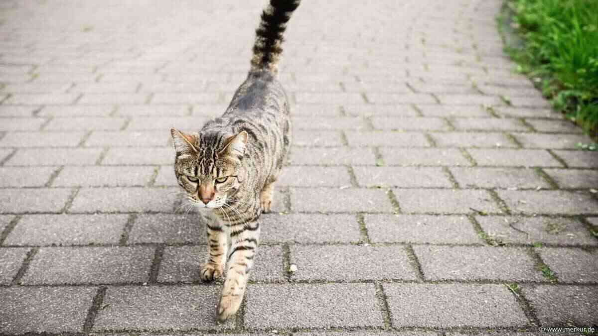 Millionen herrenlose Katzen in Deutschland: Ein dramatisches Tierschutzproblem