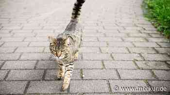 Millionen herrenlose Katzen in Deutschland: Ein dramatisches Tierschutzproblem