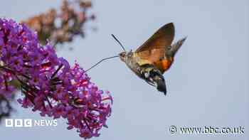 Your photos: Flowers, a dog, and a zebra, all in unlikely places