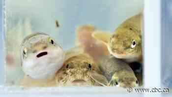 What lives in the rivers near you? Why scientists want you to know