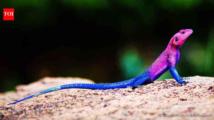 Meet the real-life ‘Spider-Man' lizard: vivid East African reptile draws travellers