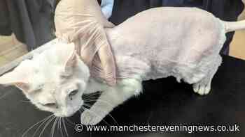 Cat left almost bald after owner plucked hair out in case RSCPA inspector says was worst they had ever seen