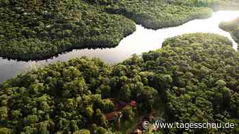 Brasilien: Abholzung im Amazonas auf Zehnjahrestief