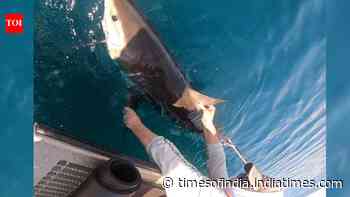 Sharks fitted with sensors could help scientists improve hurricane forecasts