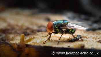 Keep flies away from homes this summer with simple 2-minute kitchen task