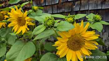 August blooms: Enjoy these photos from around New Brunswick