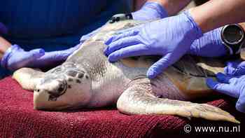 Geredde zeldzame zeeschildpad begint aan reis van 8.000 kilometer naar huis