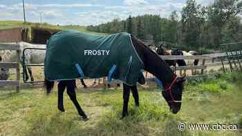 Sask. horse gets 2nd chance at life after being rescued from frozen creek near Cochin