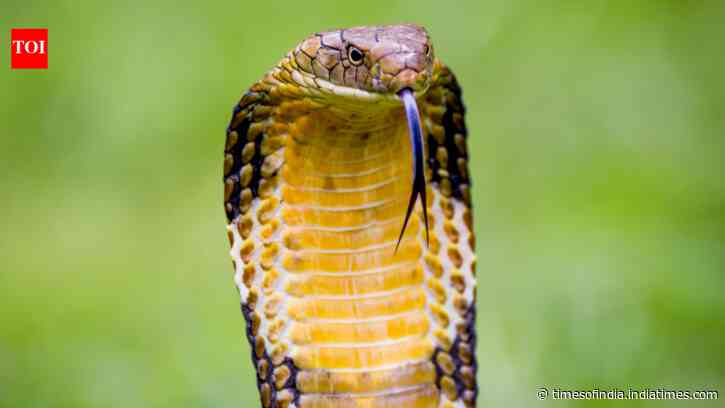 King Cobra Split Into Four Species: 2024 study rewrites Ophiophagus hannah; naming history resurfaces