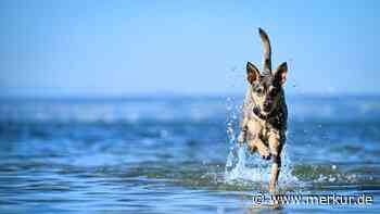 Ab ins kühle Nass: Was Sie beim Baden mit Ihrem Hund unbedingt beachten müssen