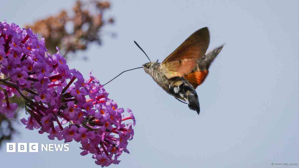 Your photos: Flowers, a dog, and a zebra, all in unlikely places