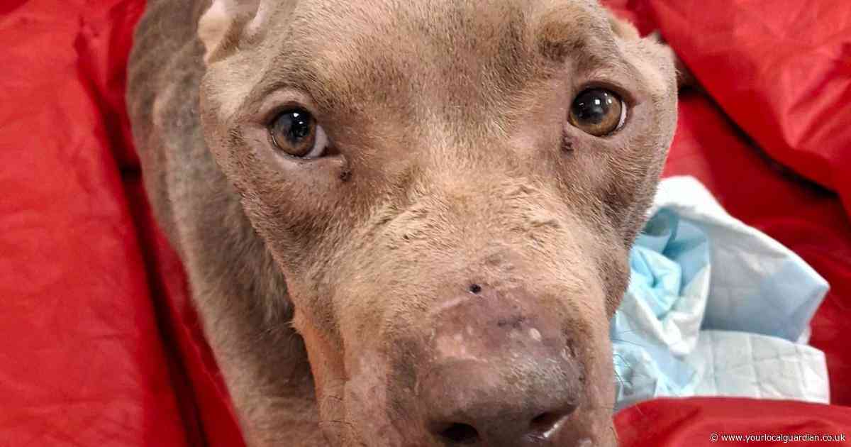 Thornton Heath woman banned from owning dogs after severely underweight pet put down
