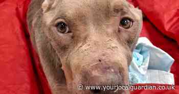 Thornton Heath woman banned from owning dogs after severely underweight pet put down