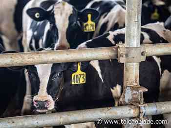 Schmucker Family Farms vows change after years of controversy