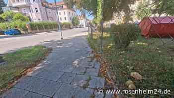 Bröseltrockene Wälder, fette Beute in der Stadt: Die verrückte Pilzsaison in Traunstein